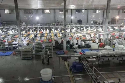 湖北食品廠季節(jié)性員工招聘啟事 共創(chuàng)美味，同繪未來(lái)